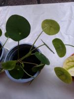 Pilea Kinder München - Trudering-Riem Vorschau