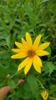 Topinambur, Staudensonnenblume, Bienenweide, Bio, Wurzelgemüse Niedersachsen - Uelzen Vorschau