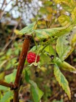 Himbeeren kleine Sorte - jetzt pflanzen! Nordrhein-Westfalen - Mülheim (Ruhr) Vorschau