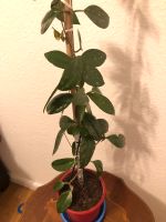 Hoya Carnosa Porzellanblume Wachsblume hübsche Zimmerpflanze Nordrhein-Westfalen - Ahaus Vorschau