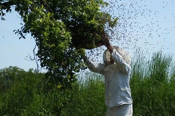 Bienenschwarm einfangen in Leinfelden-Echterdingen