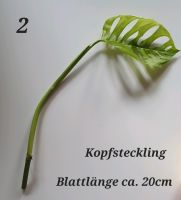 Monstera Esqueleto, Steckling Nordrhein-Westfalen - Krefeld Vorschau