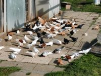 Verschiedene Tauben Разные голуби Baden-Württemberg - Bühl Vorschau