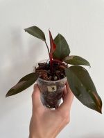 Philodendron Pink Princess 8 Pflänzchen Pankow - Prenzlauer Berg Vorschau