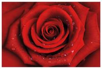REDUZIERT! -40% Vliestapete Rote Rose mit Wassertropfen Vliespapi Hessen - Haiger Vorschau