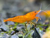 Neocaridina „Orange Sakura“ Garnelen Frankfurt am Main - Gallusviertel Vorschau