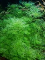 AQUARIUMPFLANZEN  MYRIOPHYLLUM MATTOGROSSENSE Nordrhein-Westfalen - Hüllhorst Vorschau