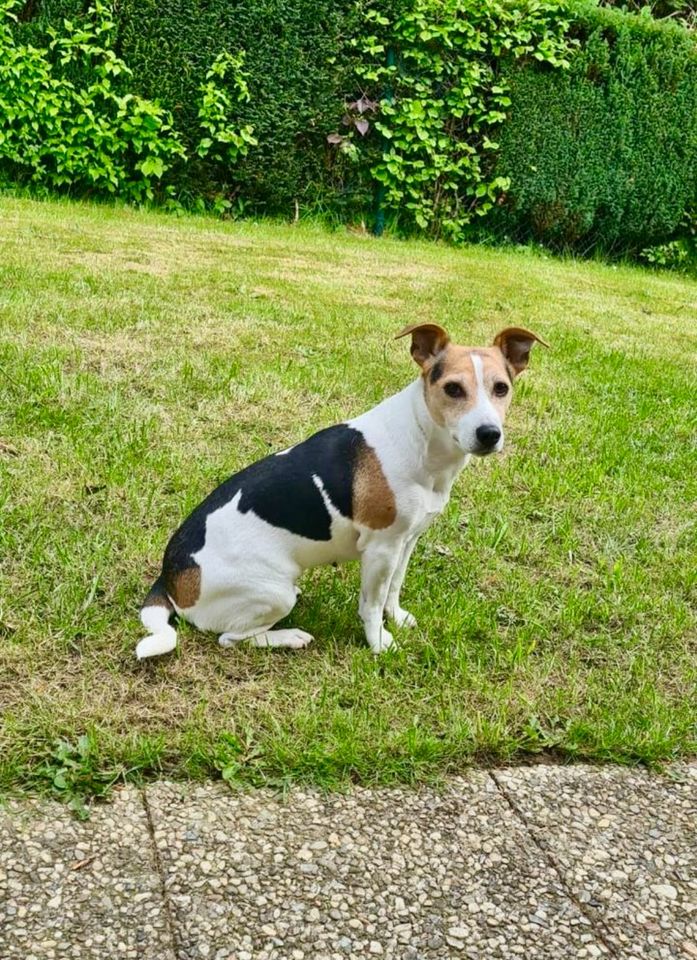 Hündin (11 Jahre), top fit, verspielt & verschmust in Menden