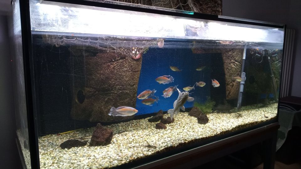 Aquarium 500l mit Metalluntergestell in Geisenhausen