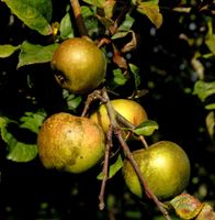 Apfelbaum Altländer Pfannkuchenapfel 60-80cm - süßsäuerlich Niedersachsen - Bad Zwischenahn Vorschau