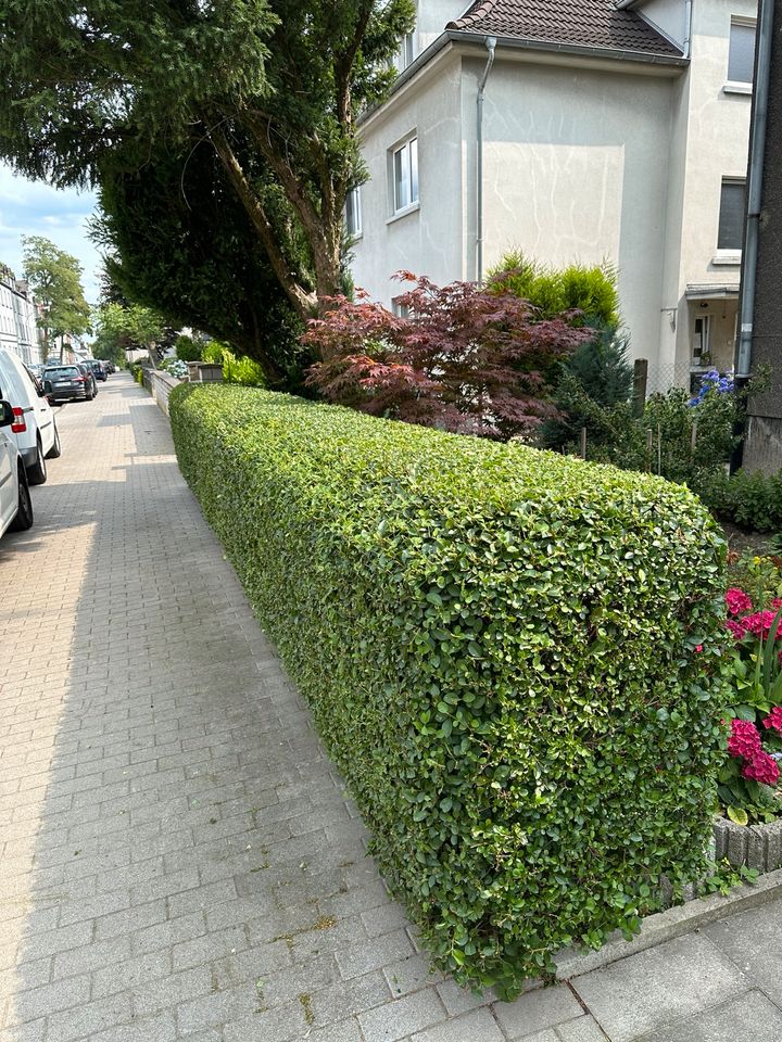 Gartenarbeit Gartenpflege Rasen Heckenschnitt in Gelsenkirchen