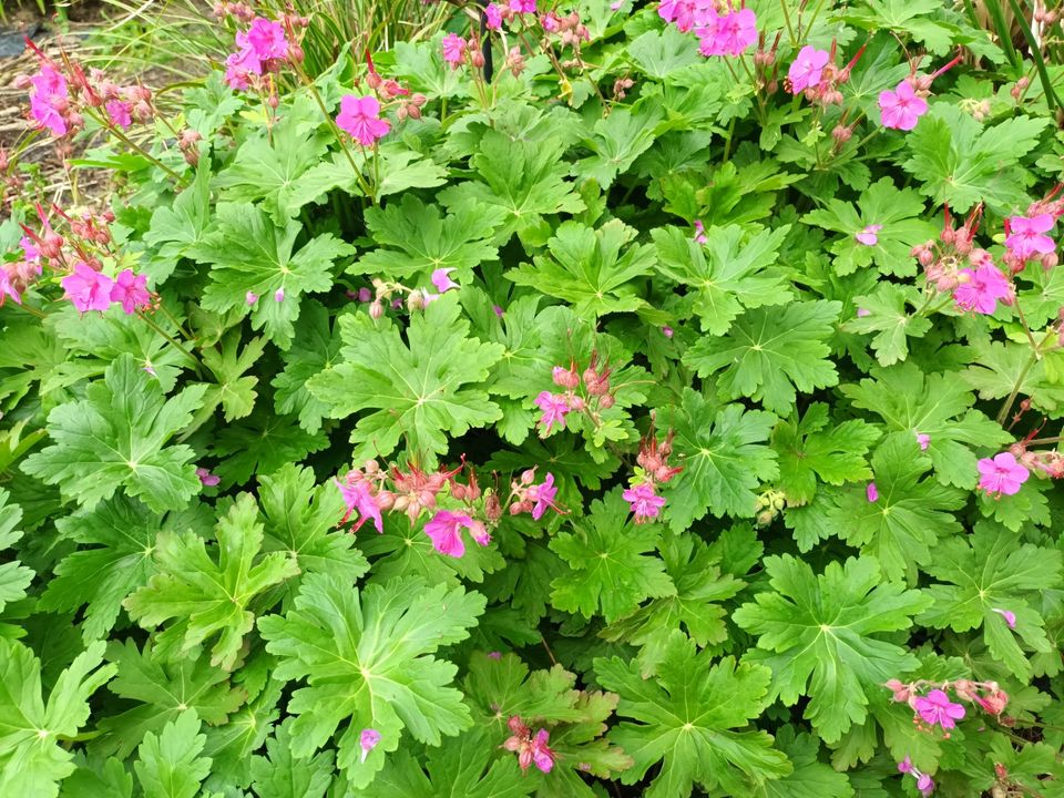 Balkan-Storchschnabel (Geranium macrorrhizum) im Topf (P 0,5) in Schermbeck