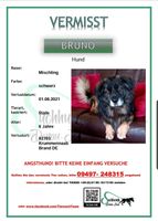 HUND VERMISST -BRUNO Bayern - Krummennaab Vorschau