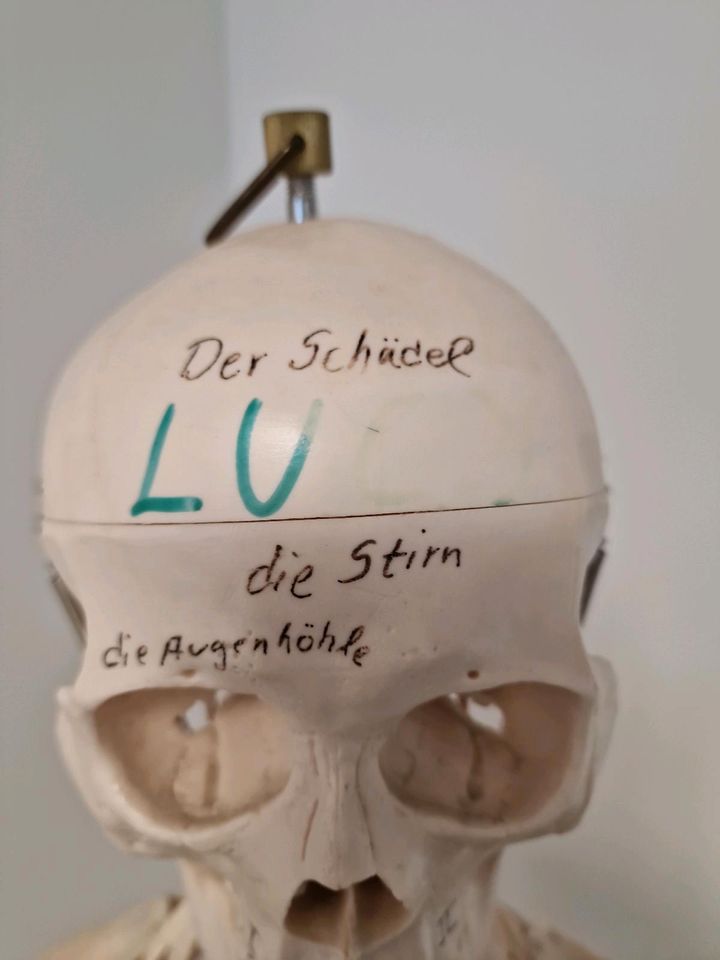 Skelett lebensgroß in Berlin