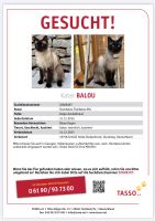 Thai-Siammix Kater Balou Nordrhein-Westfalen - Schloß Holte-Stukenbrock Vorschau