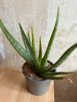 Aloe Vera Pflanze Berlin - Neukölln Vorschau