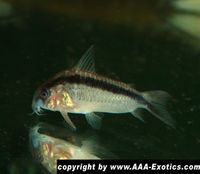 Corydoras sp. "Super Arcuatus" Humaitá Bayern - Raubling Vorschau