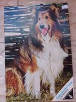 Puzzle / Hund /   2 x Maxi Collie ( 2 x 126 Teile) Baden-Württemberg - Deggingen Vorschau