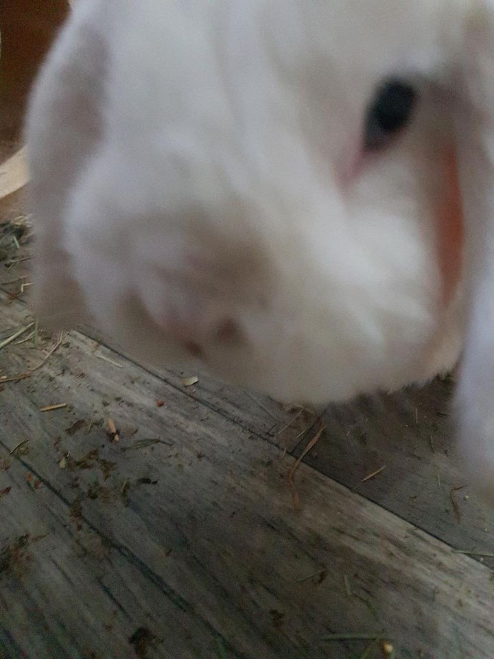 3 handzahme Zwergkaninchen inkl. sehr großem Gehege + Zubehör ❤ in Rommerskirchen