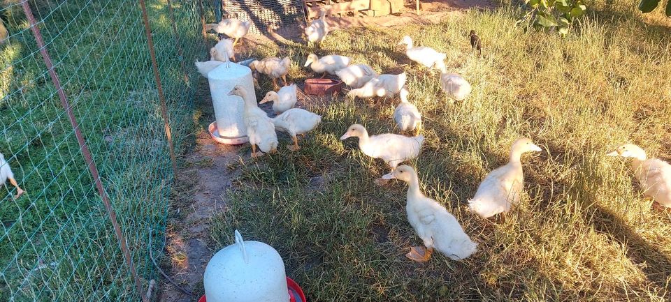 Aylesbury Enten Küken in Otterberg