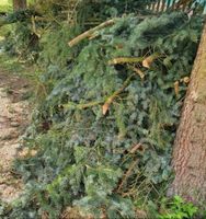 Wir entsorgen Grünschnitt, Gartenabfall, Laub, Sperrmüll, Holz Innenstadt - Köln Altstadt Vorschau