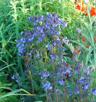 Jakobsleiter Purple Rain - Polemonium yezoense Niedersachsen - Bad Zwischenahn Vorschau