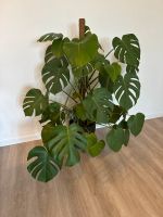 Monstera Pflanze Kr. München - Haar Vorschau