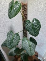 Philodendron Sodiroi große Pflanze mit Moosstab Essen - Huttrop Vorschau