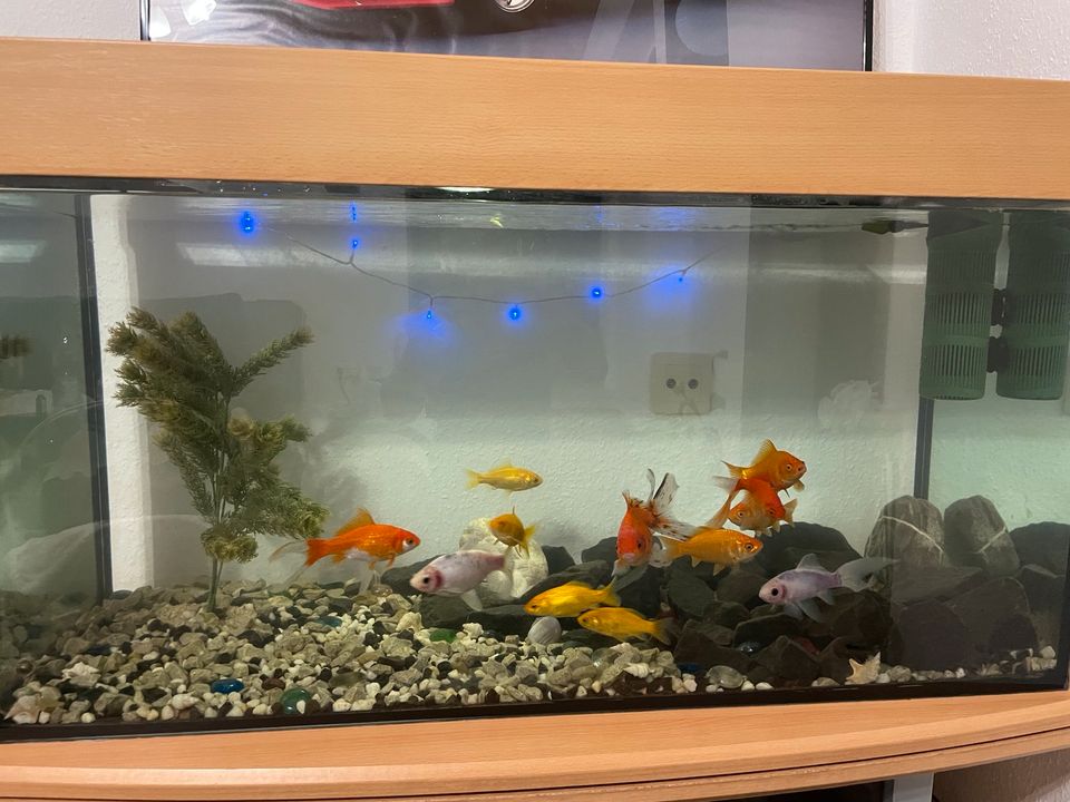 Komplett Aquarium mit 12 Gold Fische + Tisch in Saarbrücken