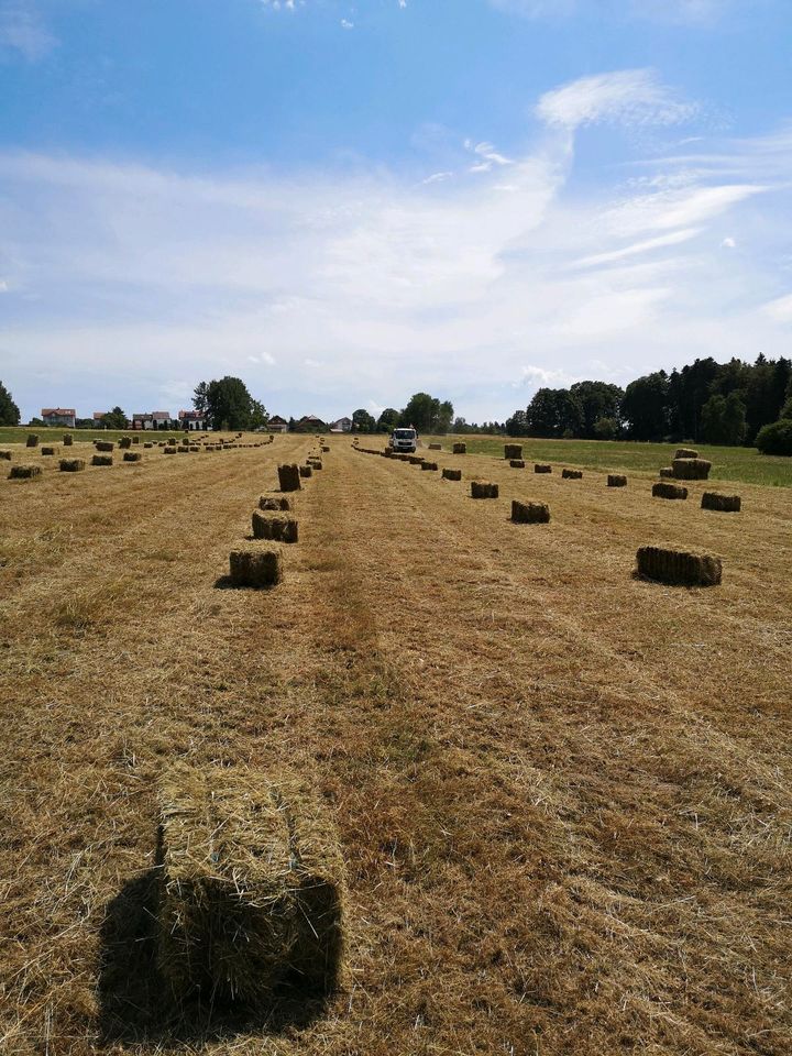 Heu HD Ballen in Schömberg b. Württ