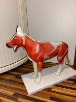 Hund Anatomie Modell Tiermedizin Baden-Württemberg - Holzkirch Vorschau