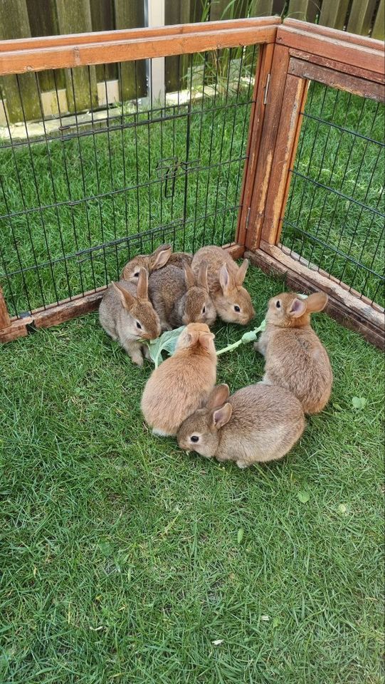 Baby Kaninchen in Sassenburg