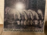 Bild Grasende Zebras Nordrhein-Westfalen - Bedburg-Hau Vorschau