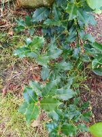 immergrüne Ilex Sträucher Bodendecker Blumen Eimsbüttel - Hamburg Schnelsen Vorschau