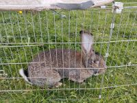 Deutscher Riese Bock Hase Baden-Württemberg - Ochsenhausen Vorschau