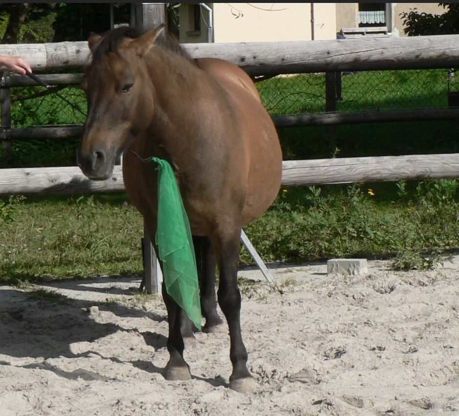 Pferd / Stute zu verkaufen in Hochkirch