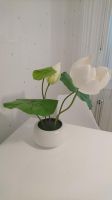 IKEA Topfpflanze Lotus Nordrhein-Westfalen - Selm Vorschau