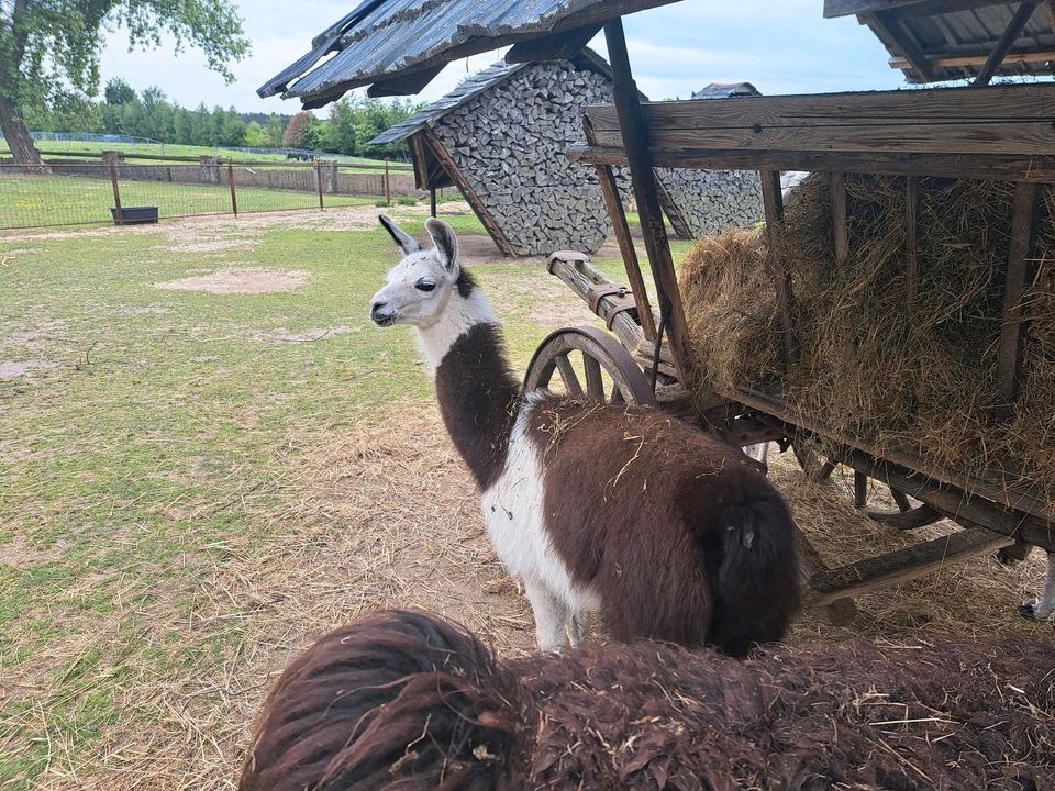 Lama, Herdenschutztier, Rasenmäher in Lohsa