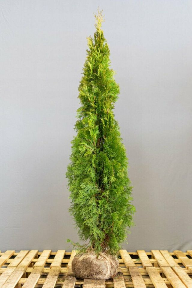 Thuja 'Smaragd' (Lebensbaum) Heckenpflanzen, 60 bis 200cm in Biederitz