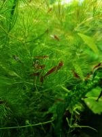 Zwerggarnelen Neocaridina RED Sakura Baden-Württemberg - Geislingen an der Steige Vorschau