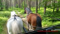 Kremserfahrten in die Kyritz-Ruppiner Heide Brandenburg - Flecken Zechlin Vorschau