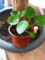 Pilea peperomioides pflanze.  Chinesischer Geldbaum, Ufopflanze Bad Doberan - Landkreis - Broderstorf Vorschau