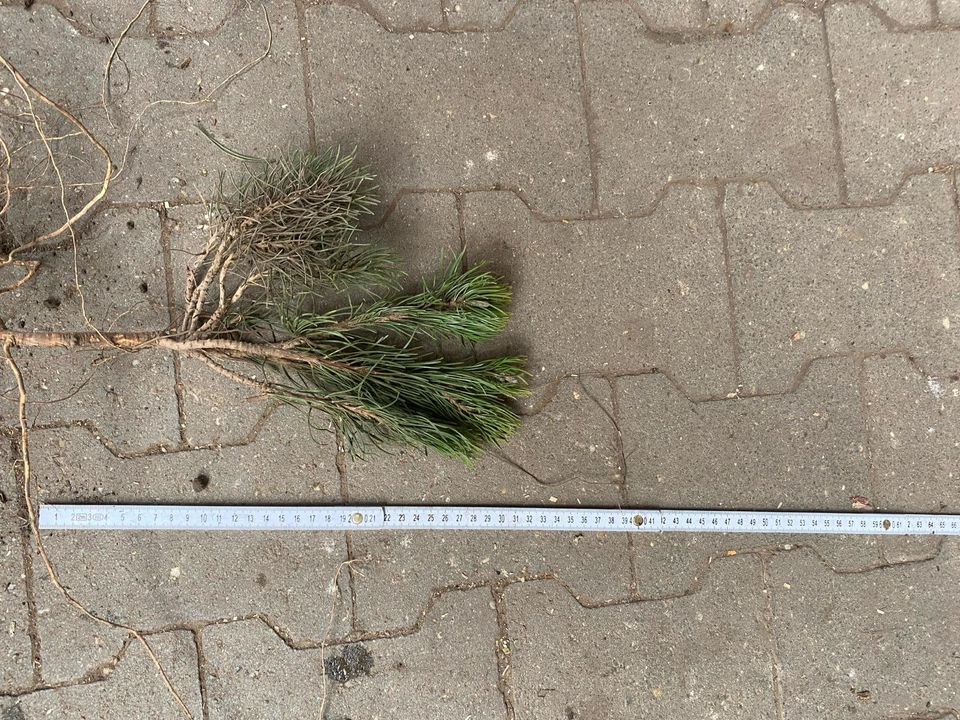 Kriechkiefer Pinus mugo ssp. pumilio WURZELNACKT in Simmerath