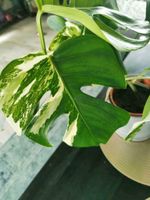 Monstera Variegata Thüringen - Ilmtal Vorschau