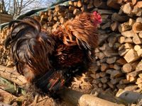 Hahn, Struppgockel Bayern - Dieterskirchen Vorschau