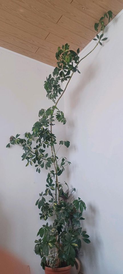 über 300cm große  Schefflera (Zimmerpflanze) in Uelzen