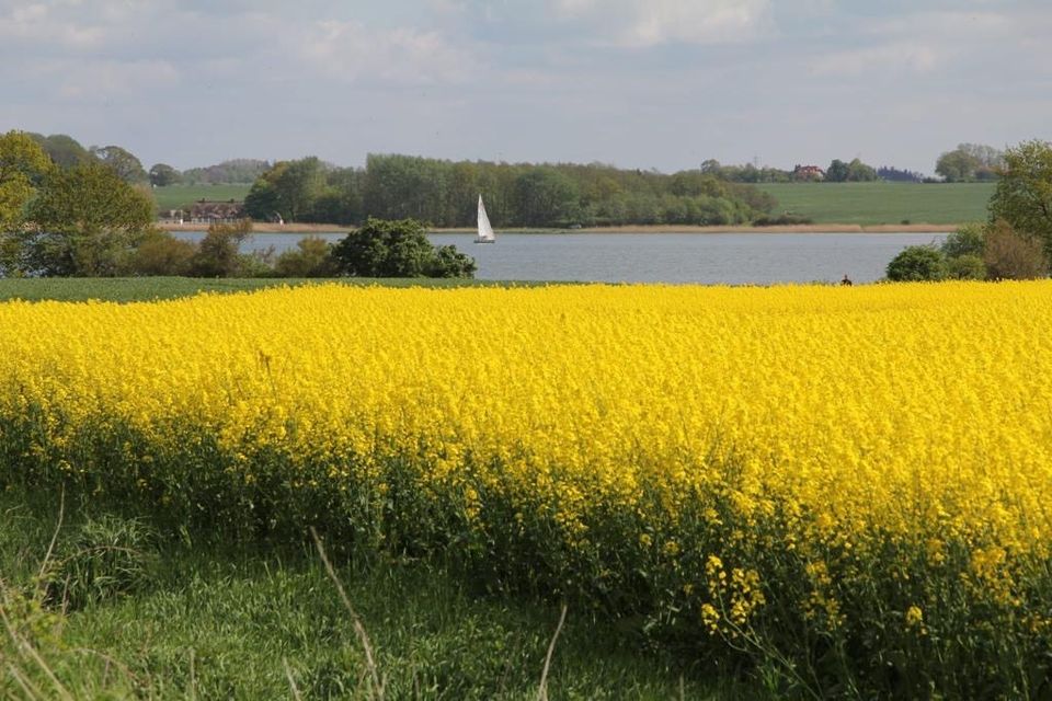 21.05.-22.06.Ferienwohng. -6 P. Osts. Schlei Eckernförde Kappeln in Rieseby