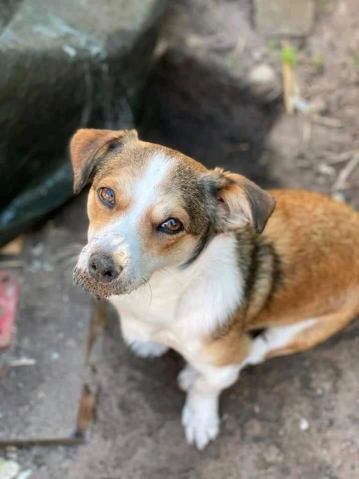 Verschmuste „Nicki“ ❤️ sucht ihr Zuhause! in Bückeburg