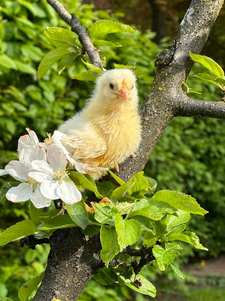 Glucke+Küken, Hühner Naturerlebnis im eigenem Garten Henne Kücken in Dülmen