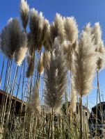 Pampasgras Pflanze Pampas Saarbrücken-West - Altenkessel Vorschau